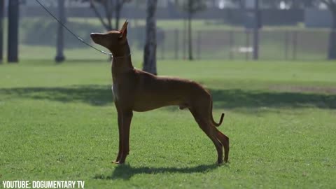 15 most EXPENSIVE dogs in the world!! 2021kr
