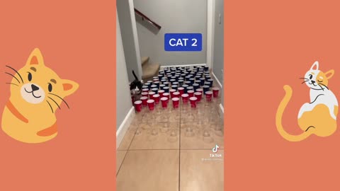BEST CAT MEMES FUNNY CAT VIDEOS