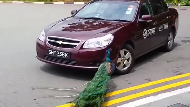Legend says he's still chasing