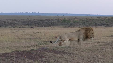 King Lion stretching in the Savana