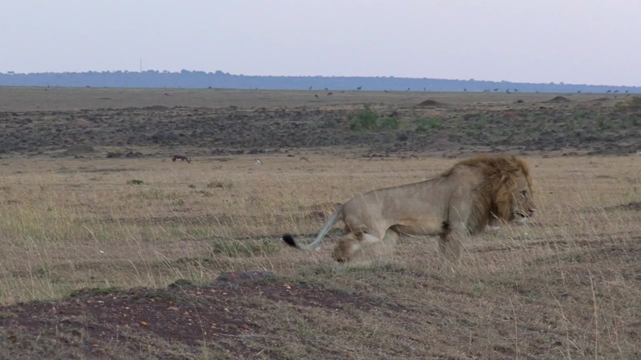 King Lion stretching in the Savana