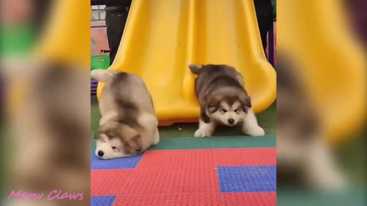 Baby alaskan malamute cutest and funniest