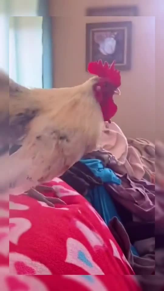 Cock gets in the house and start shouting to wake the people