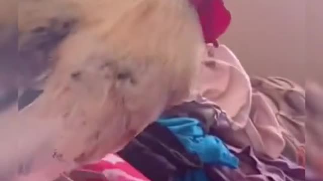 Cock gets in the house and start shouting to wake the people