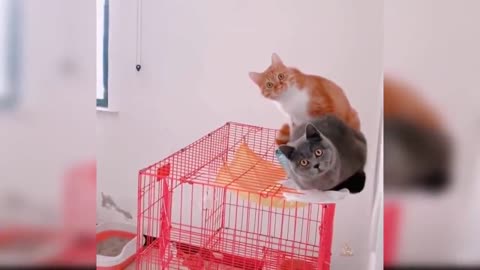Funny cats Change your Mind
