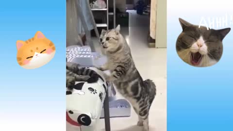 TOP 3 FUNNY CAT (Try not to laugh)