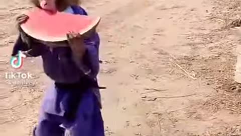Funny Monkey Video #1
