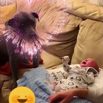 The Joyful Bond Between Dogs and Babies