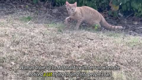 Abandoned Cat In Parking Lot, Jumps Into Family's Car To Be Adopted_p1