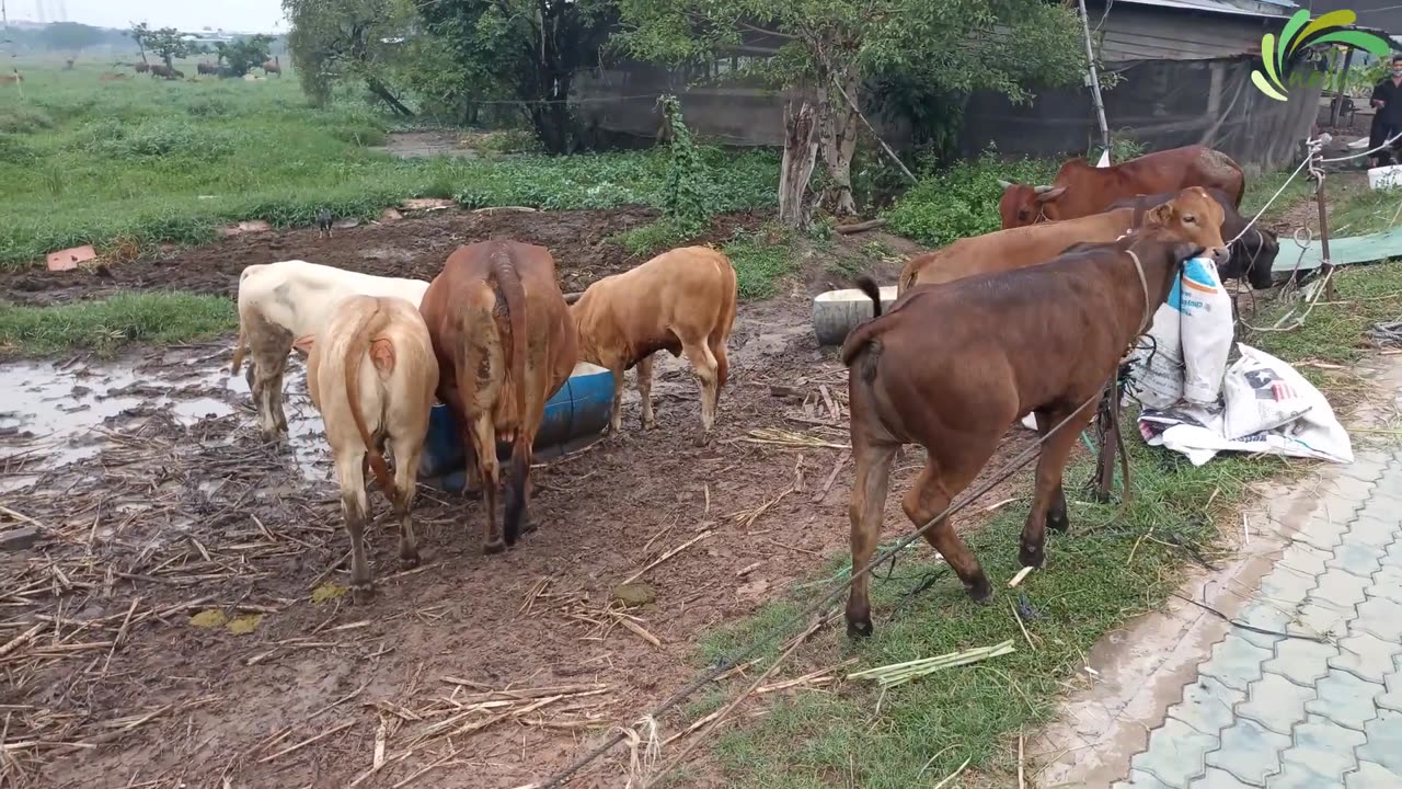 Cows Funny Cute Video 🔴 Cute and Funny Cow sound Videos Compilat