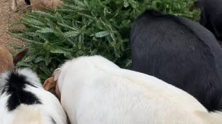 Goats Munch on Christmas Tree