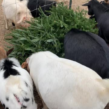 Goats Munch on Christmas Tree