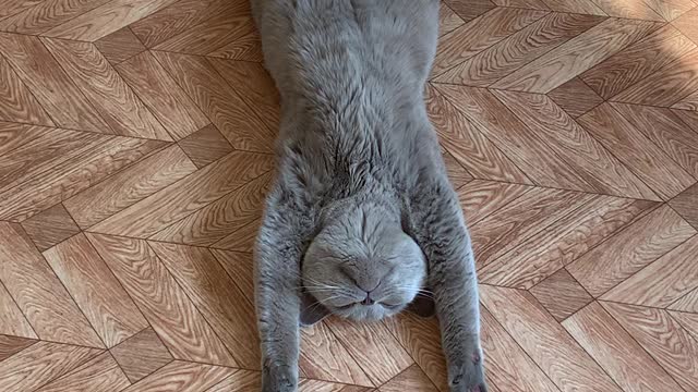 Super Relaxed Kitty Lays on Her Back