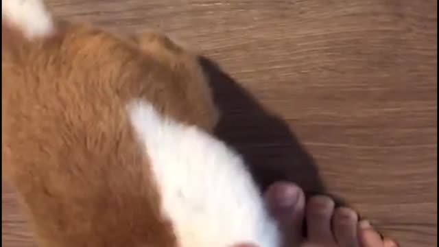 Why do its ears look strange? Is there something wrong?