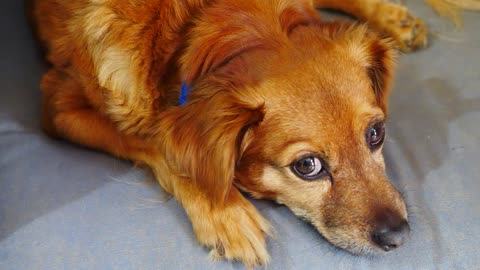 Cute Dog HD video