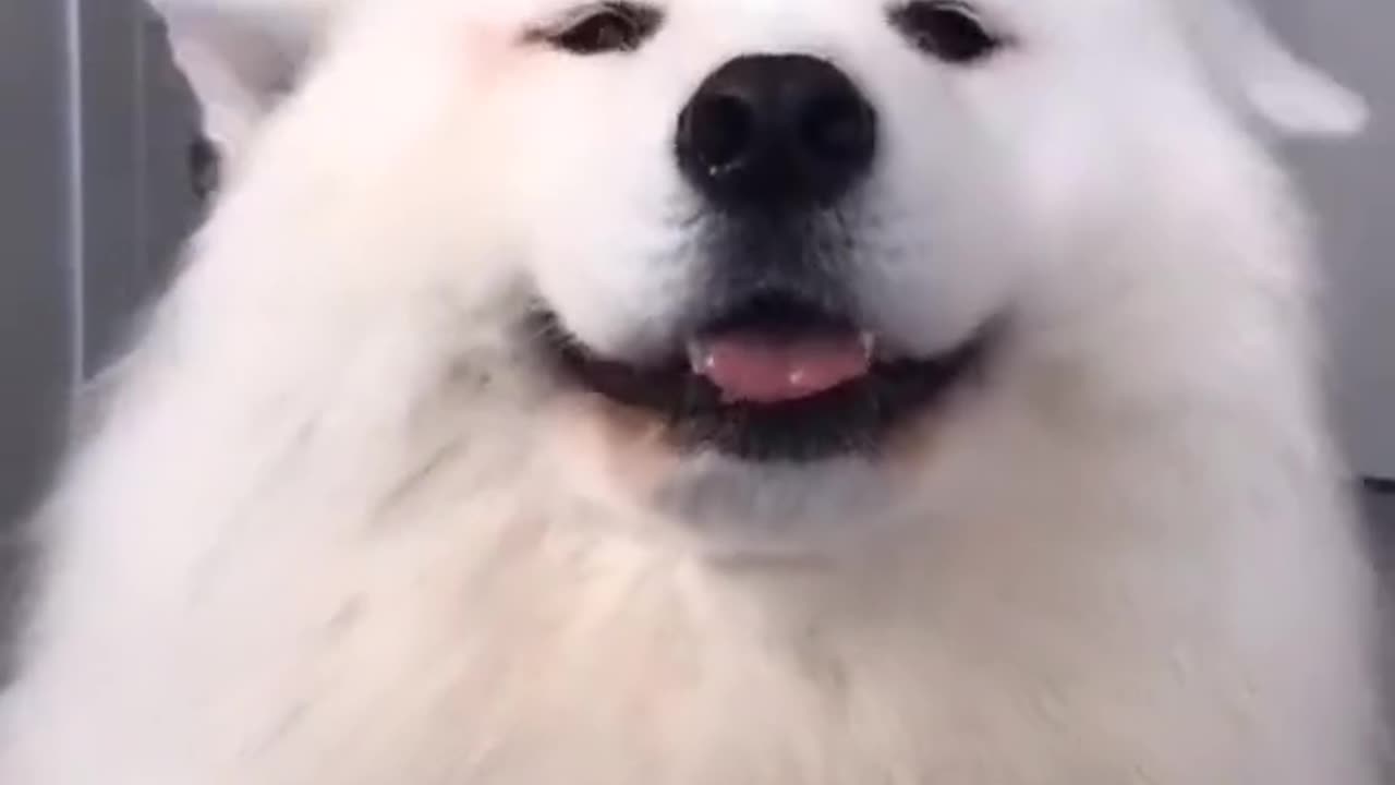 Funny dogs video