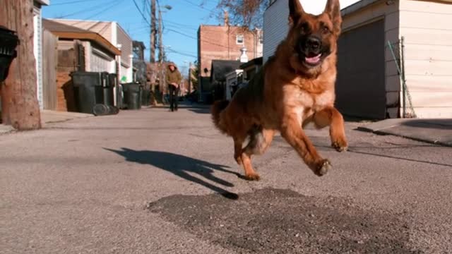 Dogs run in slow motion