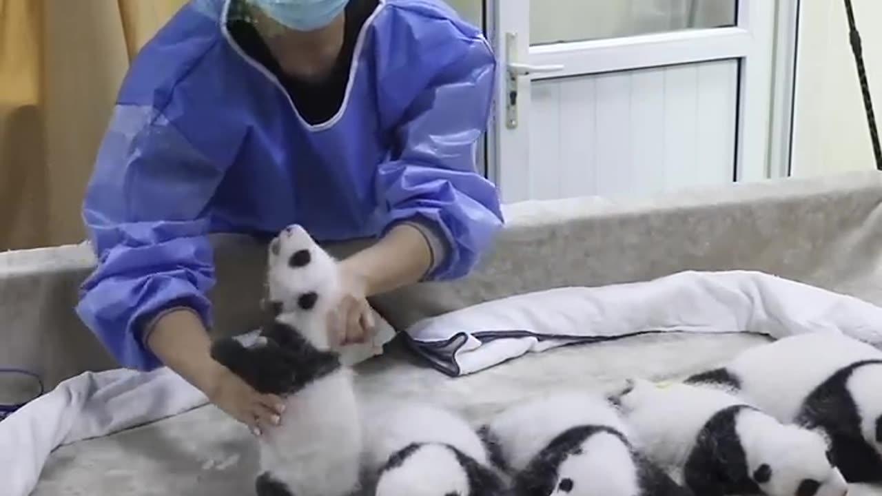 Can I Help Her Arrange Baby Pandas? I’m Very Organized