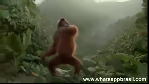 videos whatsapp macaco dançando oragotango