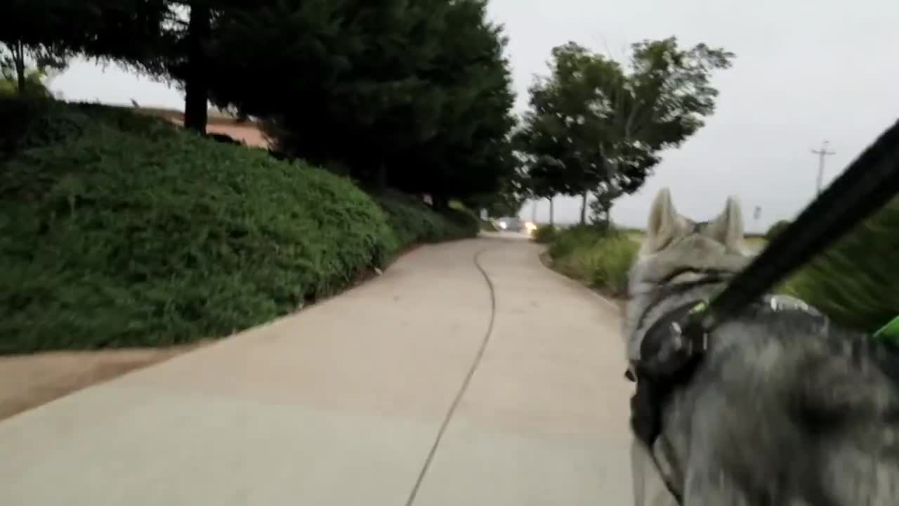 Siberian Husky Inflicting Pain German Shepherd Mix Annoys Alpha