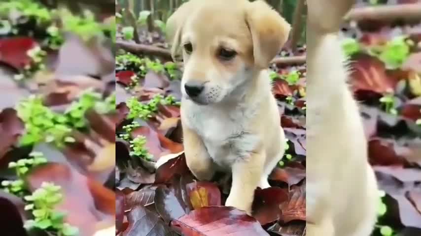 Cute puppies Compilation 2021