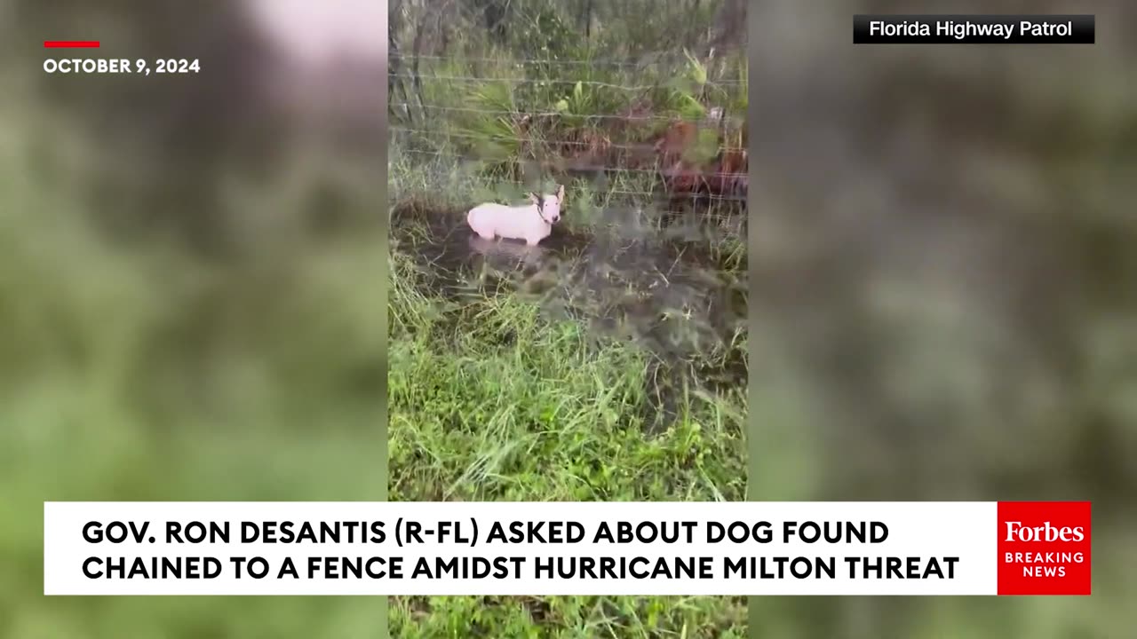 JUST IN- DeSantis Gives Update On Dog Found Chained To Fence Amidst Threat Of Hurricane Milton