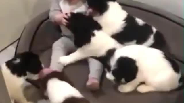 Supar funny dog videos [2021]/Animal Amaze video