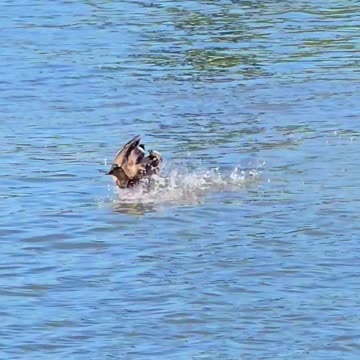 Raven in flight/duck in flight/goosander diving/3 birds