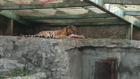 The cat tiger Which attracted the attention of park visitors