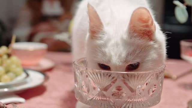 A polite cat eats elegantly