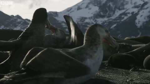 Giant Petrels: Heroes or Villains? | Seven Worlds, One Planet | BBC Earth