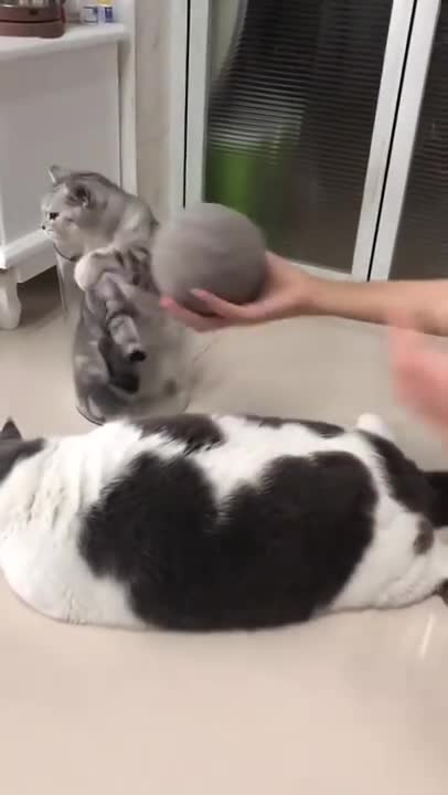 George Cat Brush from Aumuca! Cute Cats