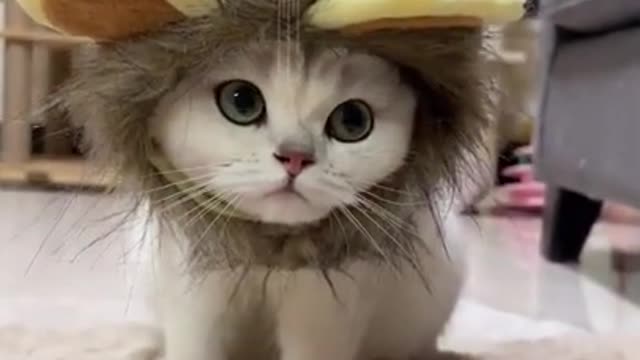 Cute Kitten