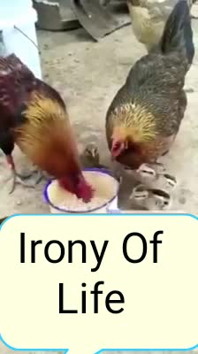 Irony of life