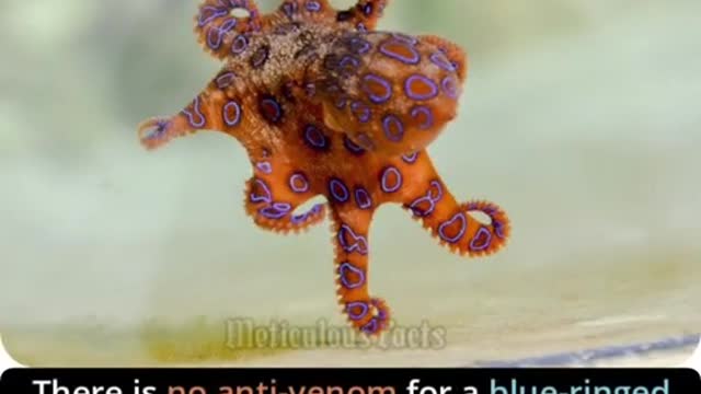 There is no anti-venom for BLUE RINGED OCTOPUS #shorts #meticulousfact