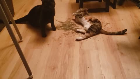 Two cats fighting like democrats and republican