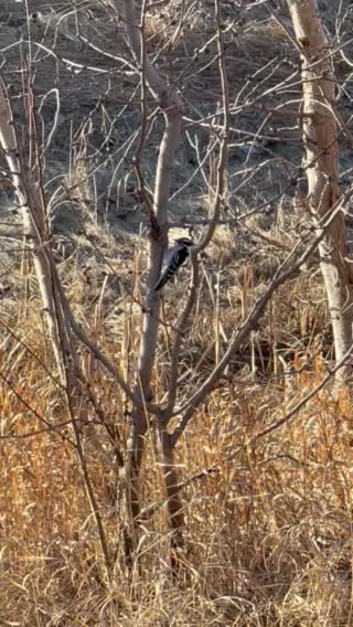 Woodpecker bird on the tree