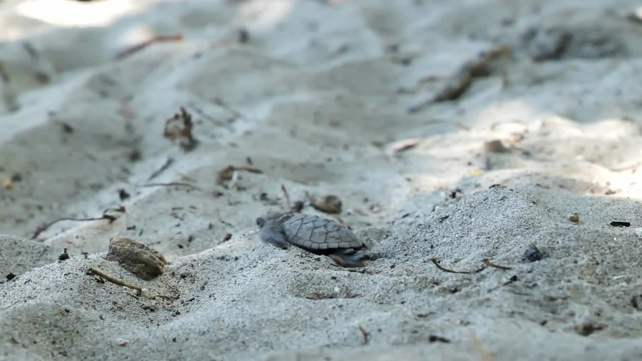 new born turtle rushing toward the ocean on a sandy beach Martinique