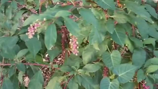 This is a wild vine