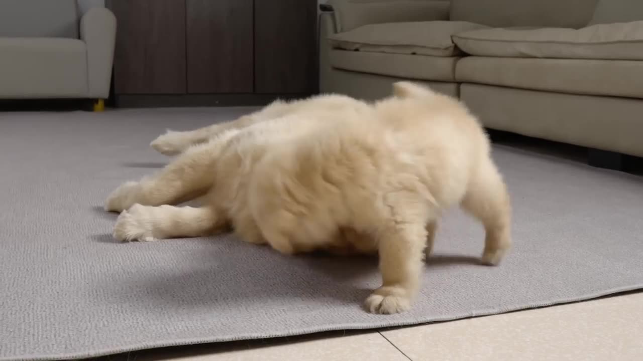 Golden Retriever Puppy Obsessed with Dad