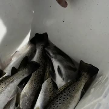 Crushing The Trout / Texas Inshore Fishing