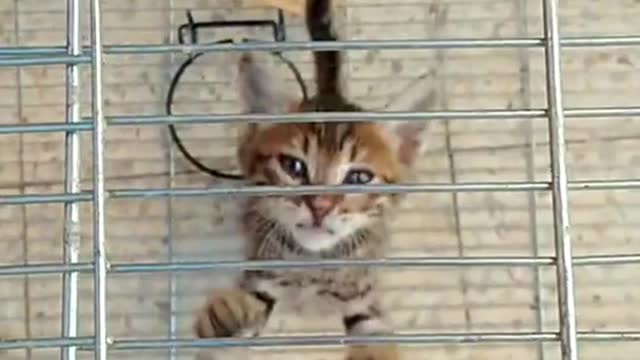 The cat is trying hard to get out of the cage video