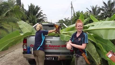 Working with Orangutans in Borneo - A Day In The Lifev