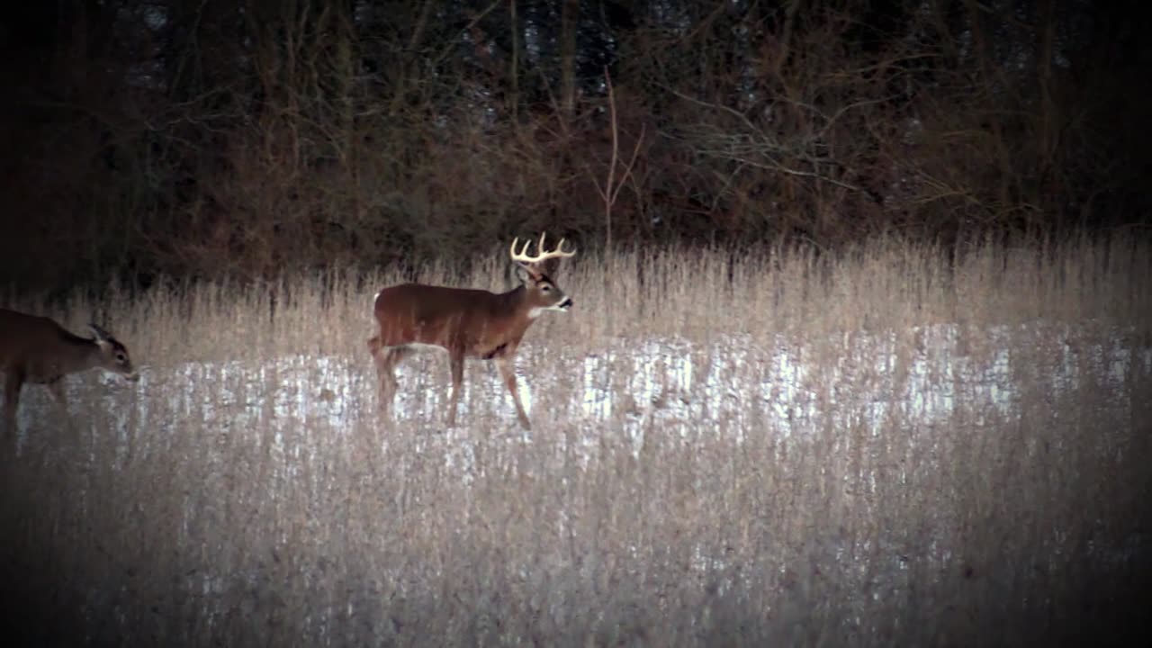 Snowy Ohio Bucks