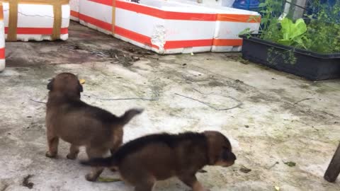 Baby dogs come to new garden