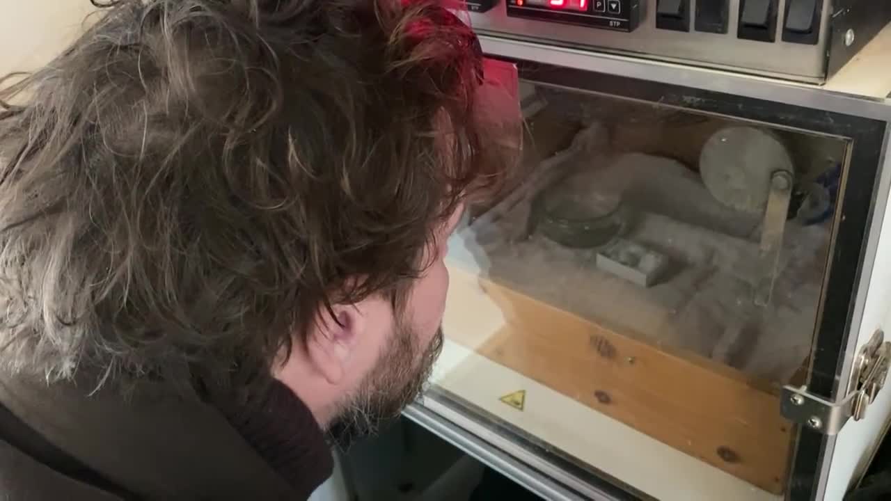 The Smallest Parrot you have ever seen - Tiny egg rescuep3