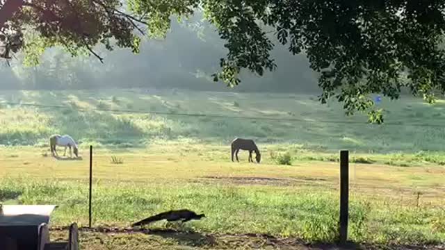 God’s country. Sweet home Alabama.