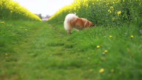 Behold, a star goes supernova and turns into a witch instead - Cute Dog