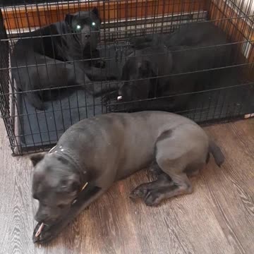 All my CANE CORSO'S love raw BEEF RIBLET BONES!