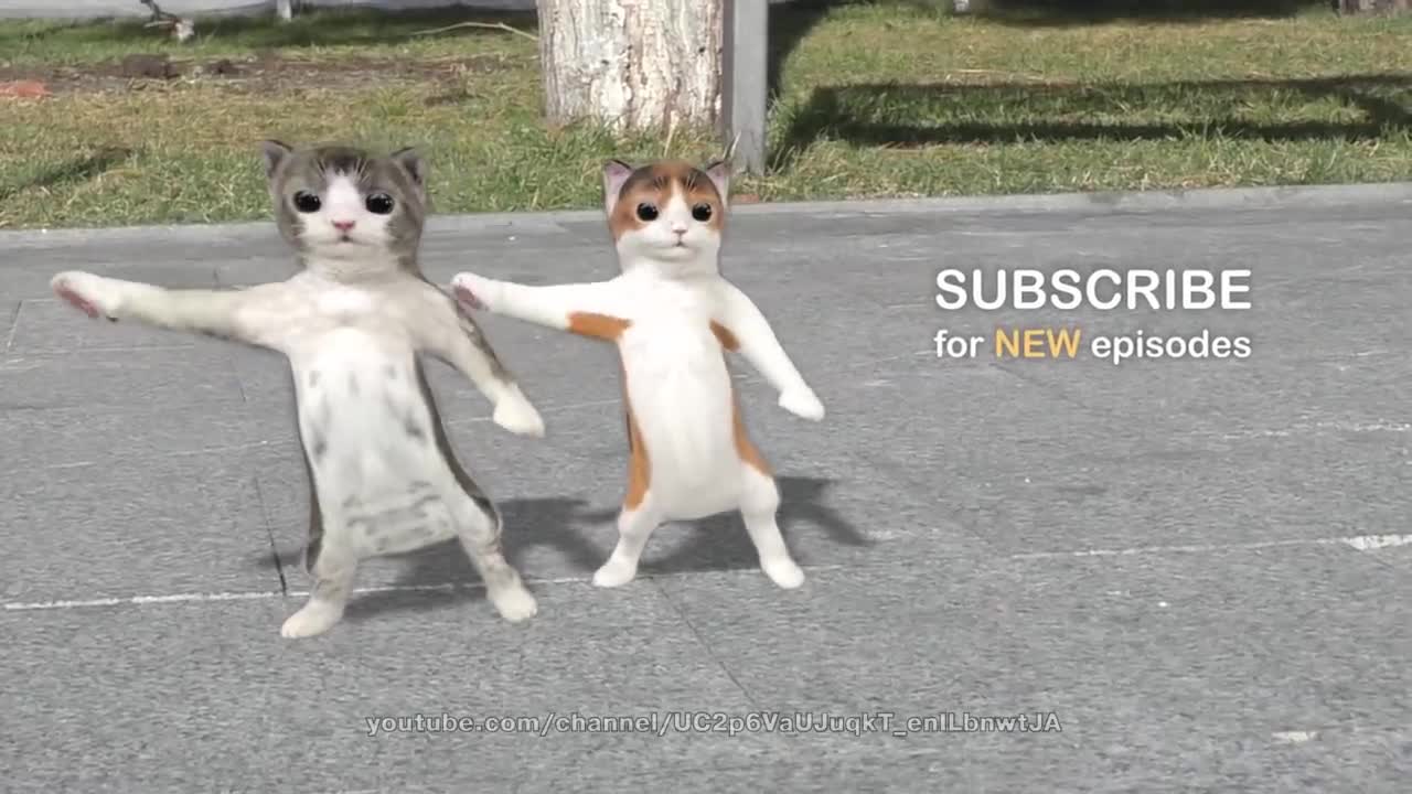 Beautiful Cat Dance